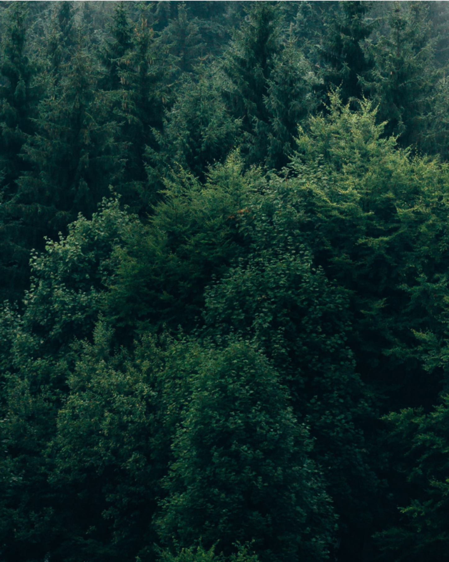 Dominant Industry Standard 105 Forest — Deep Forest Green, Red Sheen Fountain Pen Ink (25ml)