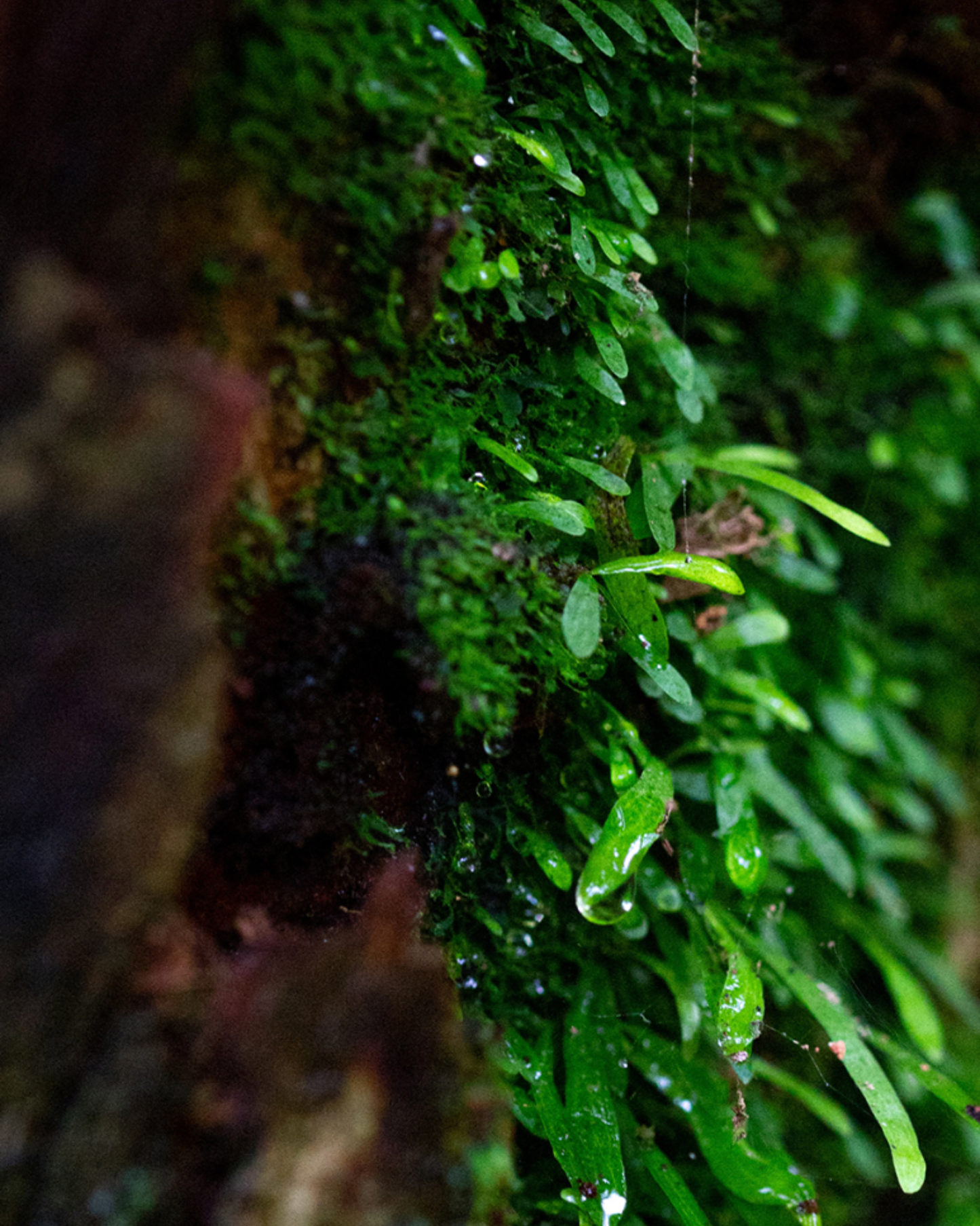 Dominant Industry - 007 Natural Green | Pearl Series