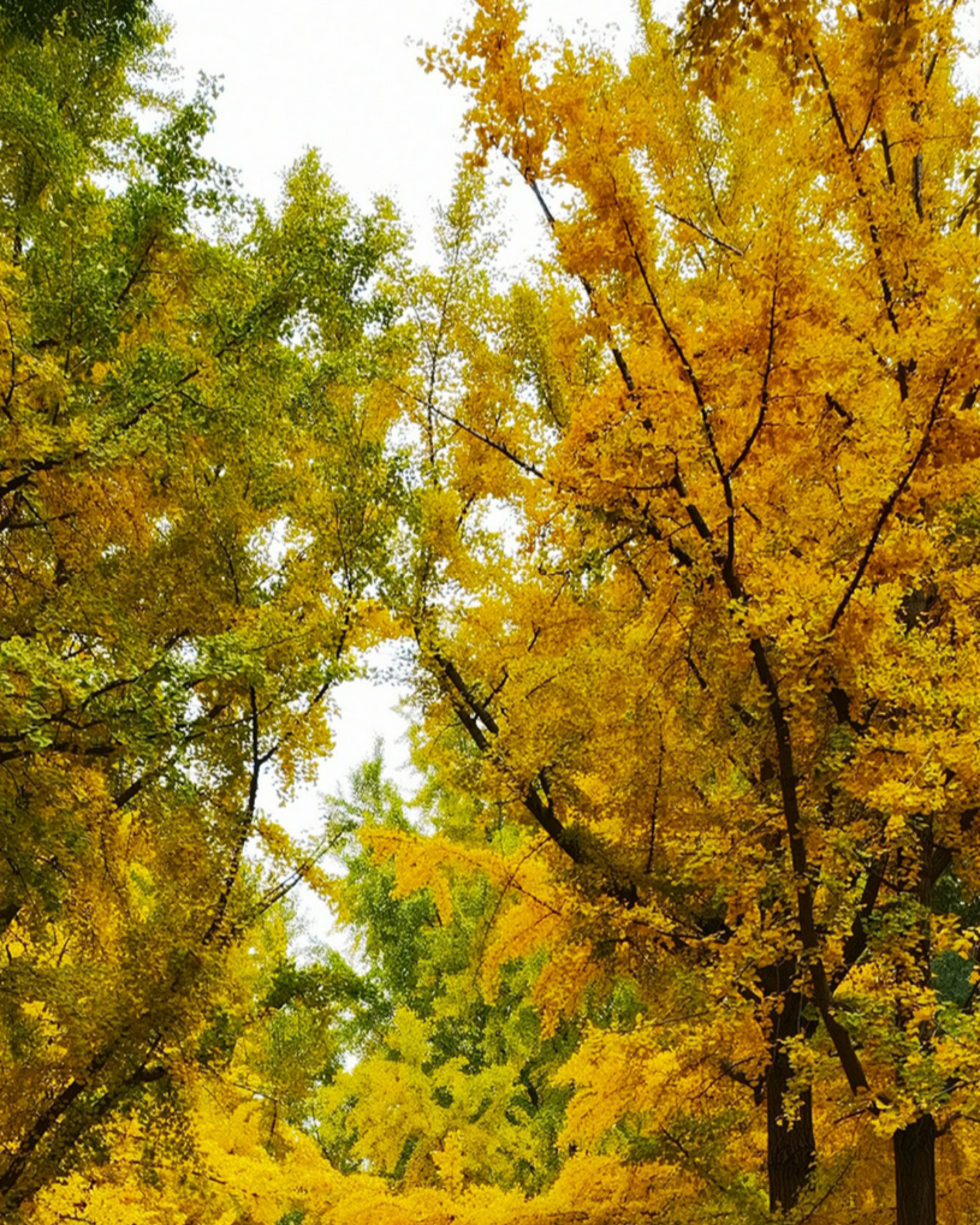 Dominant Industry Pearl 024 October Leaves — Warm Yellow-Orange, Gold Shimmer & Metallic Sheen Fountain Pen Ink (25ml)