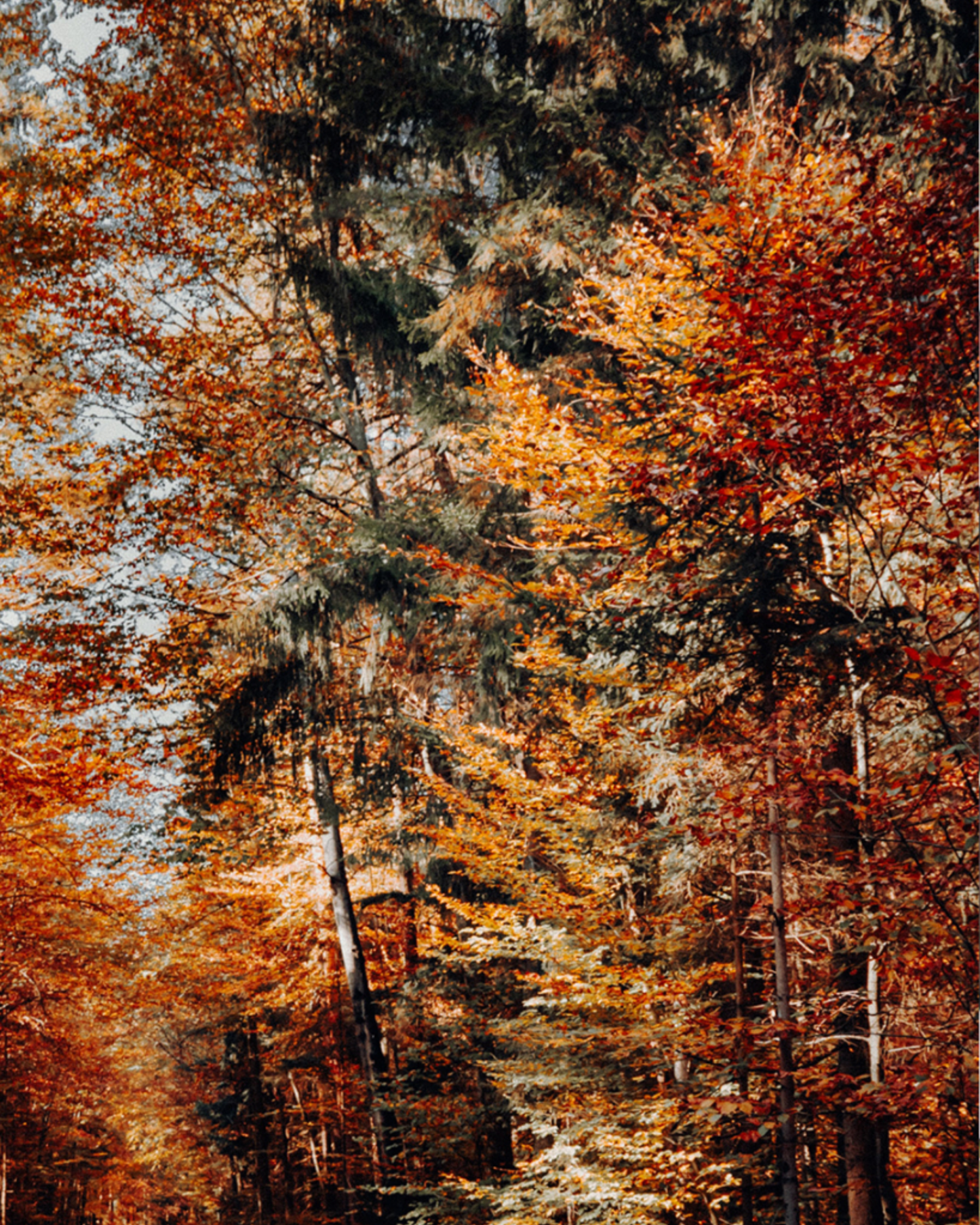 Dominant Industry - 011 Forêt d'Automne | Série Perle